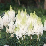 Astilba weiss gloria: fotografija i opis